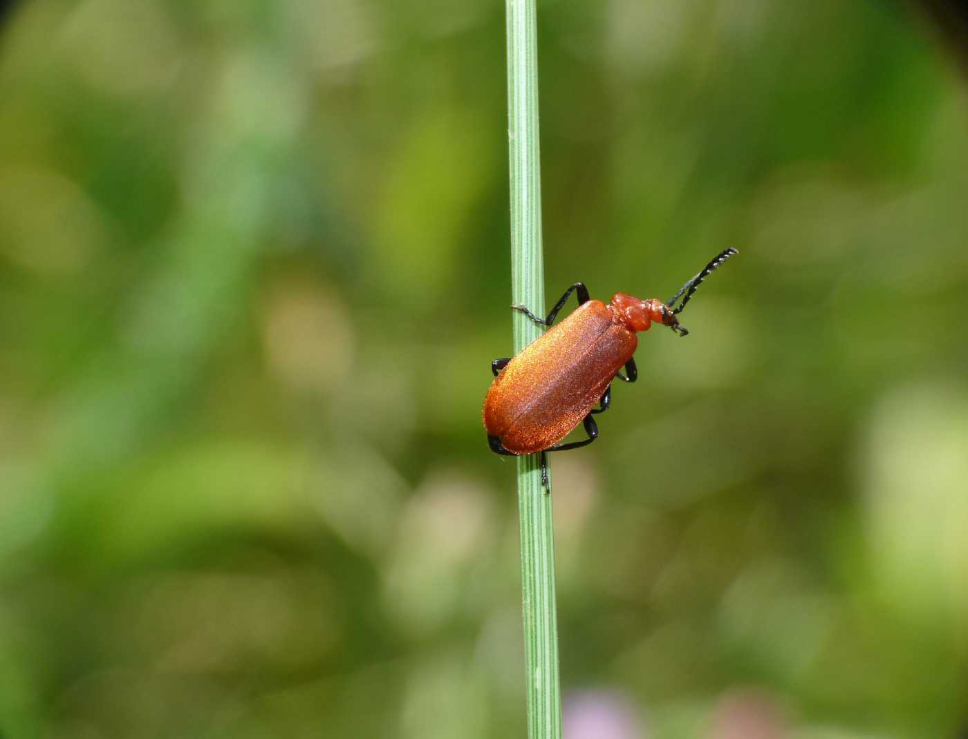 Pyrochroidae